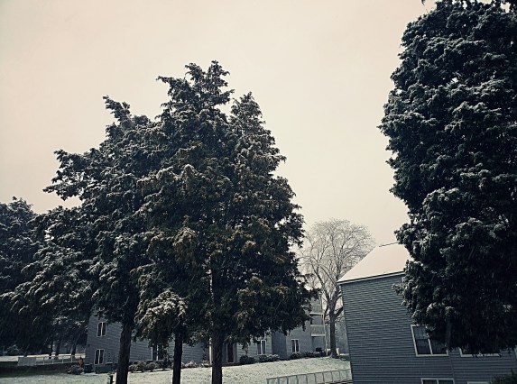 SnowTrees3