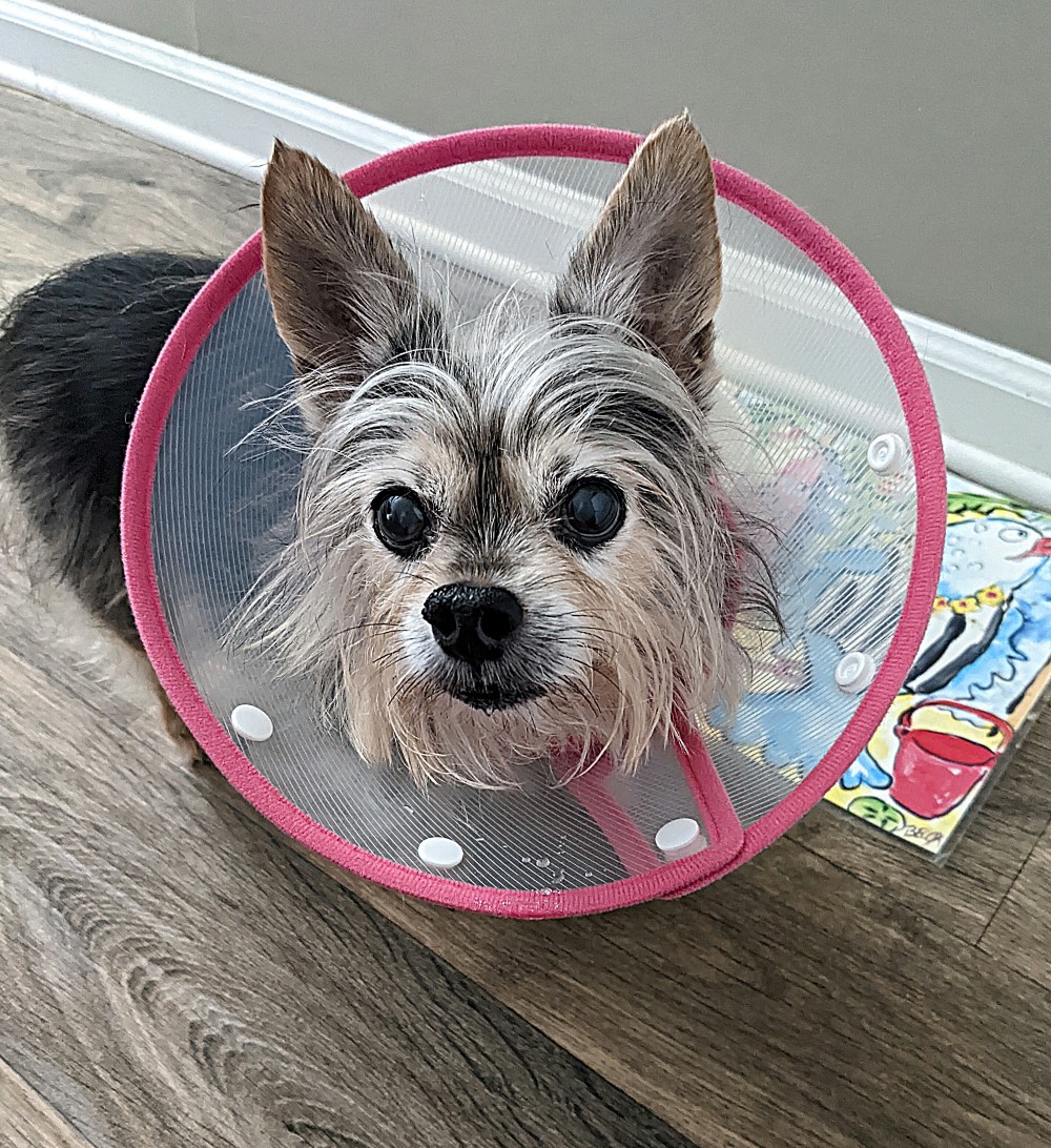 A photo of my dog, Jernee in an e-collar. She is a brown, white, and black Chihuahua/Yorkie mix.