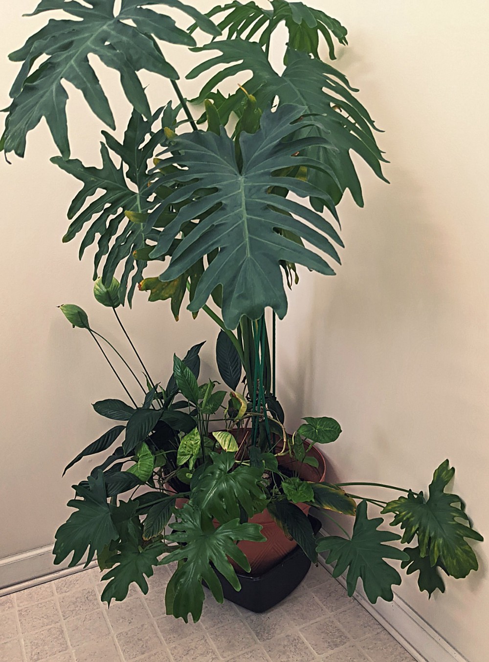 My mom’s plant — in the hallway of her building. I have no clue what type of plant this is. I just love it. Photo Credit: Tremaine L. Loadholt