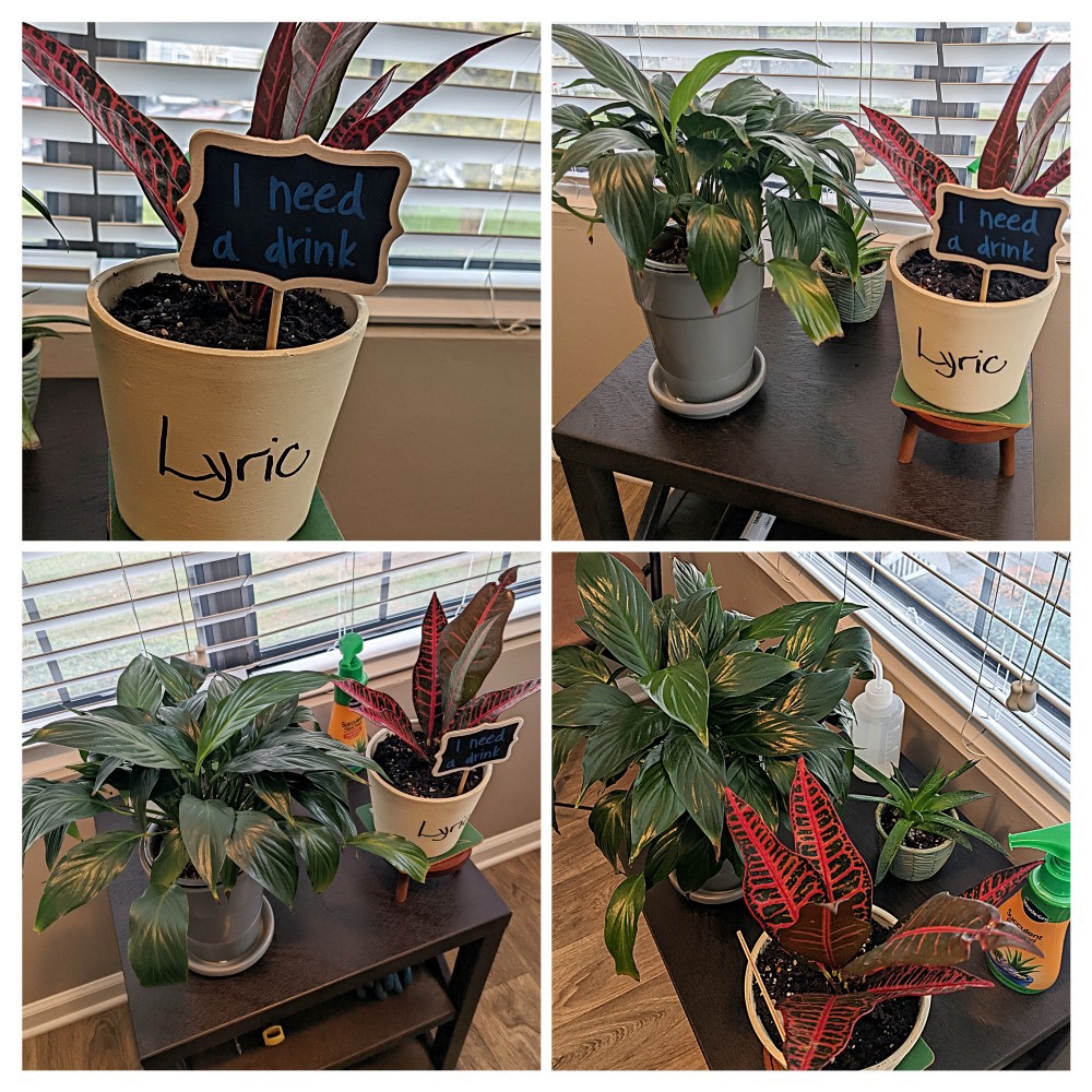 Photo of my plants: Dora, Jupiter, and our newcomer, Lyric. Photo collage credit: Tremaine L. Loadholt